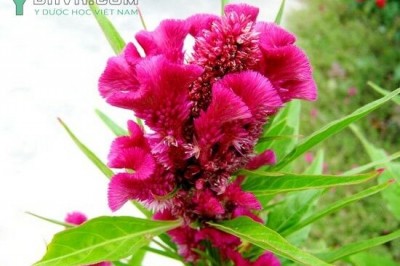 Cây dược liệu cây Mào gà, Bông mồng gà - Celosia cristata L. (C.argentea L. var. eristata Voss)
