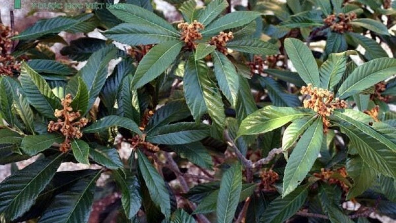 Cây dược liệu cây Sơn trà Nhật Bản, Nhót tây, Tỳ bà - Eriobotrya japonica (Thunb.) Lindl