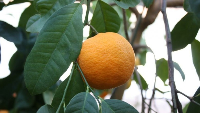 Cây dược liệu cây Quýt, Quýt Xiêm - Citrus reticulata Blanco. (C. nobilis Lour var. deliciosa Swingle. C. deliciosa Tenore)