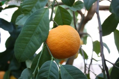Cây dược liệu cây Quýt, Quýt Xiêm - Citrus reticulata Blanco. (C. nobilis Lour var. deliciosa Swingle. C. deliciosa Tenore)