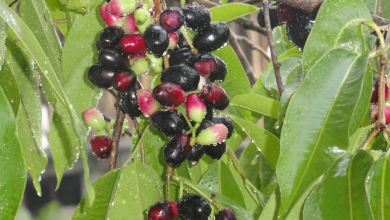 Cây dược liệu cây Vối rừng, Trâm mốc - Syzygium cumini (L.) Skeels (Eugenia jambolana Lam., E. cumini (L.) Druce)