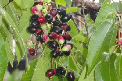 Cây dược liệu cây Vối rừng, Trâm mốc - Syzygium cumini (L.) Skeels (Eugenia jambolana Lam., E. cumini (L.) Druce)