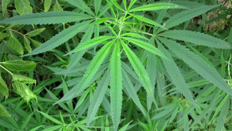 Cây dược liệu cây Gai dầu, Gai mèo, Lanh mèo - Cannabis sativa L. subsp. satica