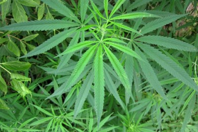 Cây dược liệu cây Gai dầu, Gai mèo, Lanh mèo - Cannabis sativa L. subsp. satica