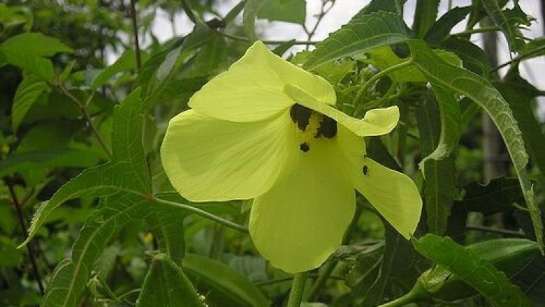 Cây dược liệu cây Vông vang, Bụp vàng, Bông vang - Abelmoschus moschatus (L.) Medic