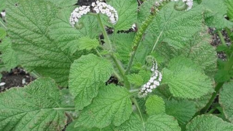 Cây dược liệu cây Vòi voi, Dền voi - Heliotropium indicum L
