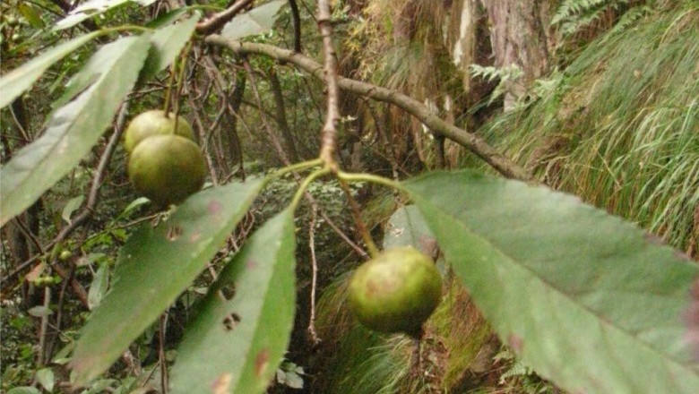 Cây dược liệu cây Sơn tra, Gan, Pom rừng - Malus doumeri (Bois) Chev