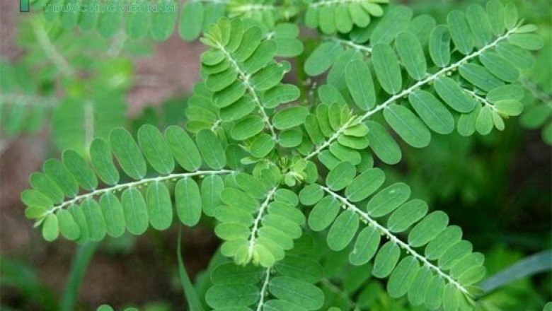 Cây dược liệu cây Chó đẻ, Chó đẻ răng cưa, Răng cưa, Cam kiềm, Rút đất - Phyltanthus urinaria L