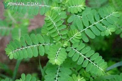 Cây dược liệu cây Chó đẻ, Chó đẻ răng cưa, Răng cưa, Cam kiềm, Rút đất - Phyltanthus urinaria L