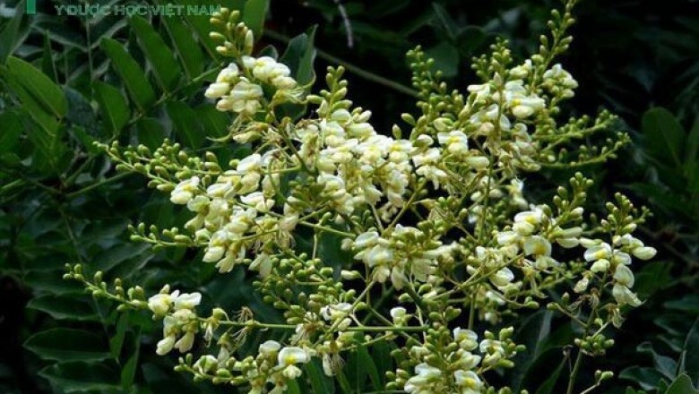 Cây dược liệu cây Hòe - Sophora japonica L. f.