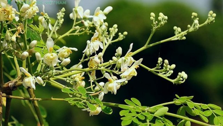 Cây dược liệu cây Chùm ngây - Moringa oleifera Lam (M. pterygosperma Gaertn)