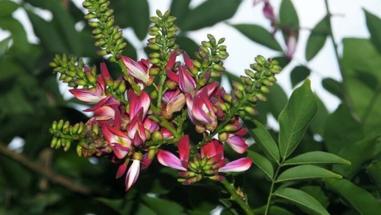 Cây dược liệu cây Kê huyết đằng, Cây máu gà - Milletia reticulata Benth