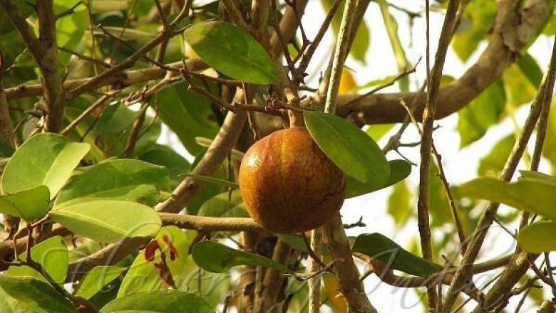 Cây dược liệu cây Xương cá - Xylocarpus granatum Koenig (Carapa granatum (Koenig) Alston, C. obovata Blume)
