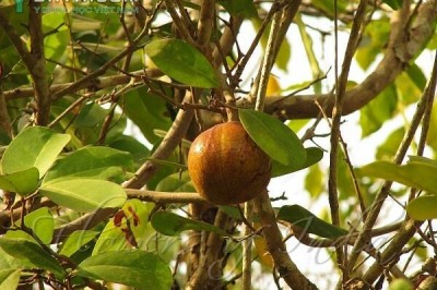 Cây dược liệu cây Xương cá - Xylocarpus granatum Koenig (Carapa granatum (Koenig) Alston, C. obovata Blume)