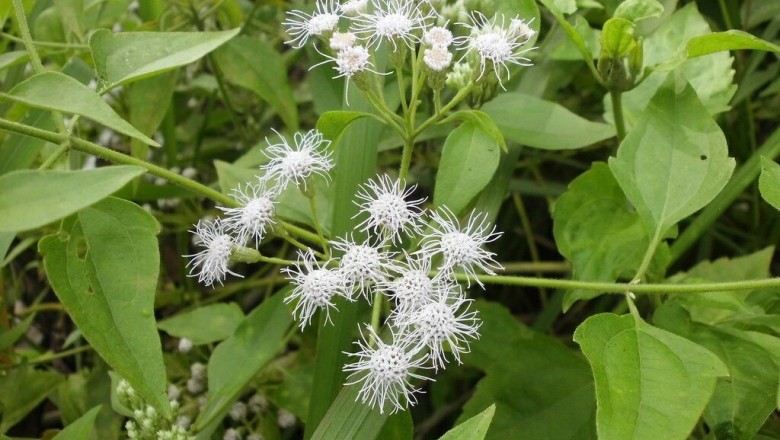 Cây dược liệu cây Cỏ lào, Bớp bớp - Chromolaena odorata (L.) King et Robinson (Eupatorium odoratum L.)