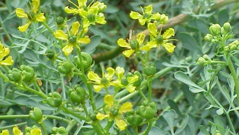 Cây dược liệu cây Vân hương - Ruta graveolens L