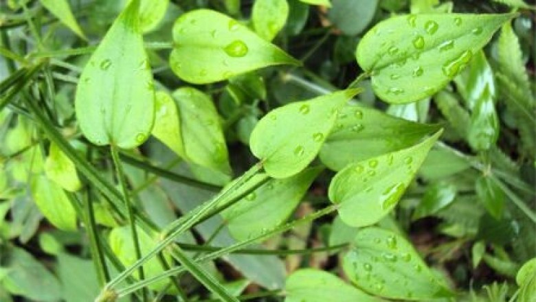 Cây dược liệu cây Xuyến thảo, Thiến thảo - Rubia cordifolia L