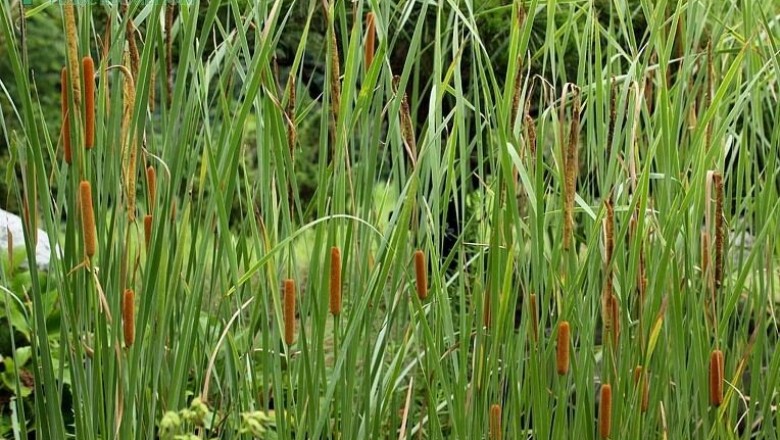 Cây dược liệu cây Cỏ nến, Bồn bồn - Typha angustata Bory et Chaub