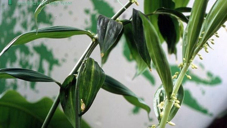 Cây dược liệu cây Hoàng tinh hoa trắng, Vạn thọ trúc giả lá dài - Disporopsis longifolia Craib