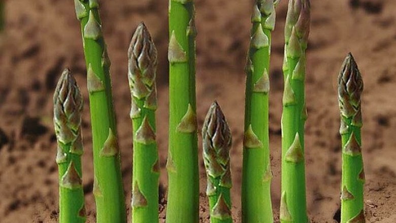 Cây dược liệu cây Măng tây - Asparagus officinalis L