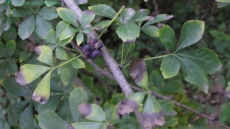 Cây dược liệu cây Ngũ gia nhỏ, Ngũ gia - Acanthopanax gracilistylus W. W. Sm