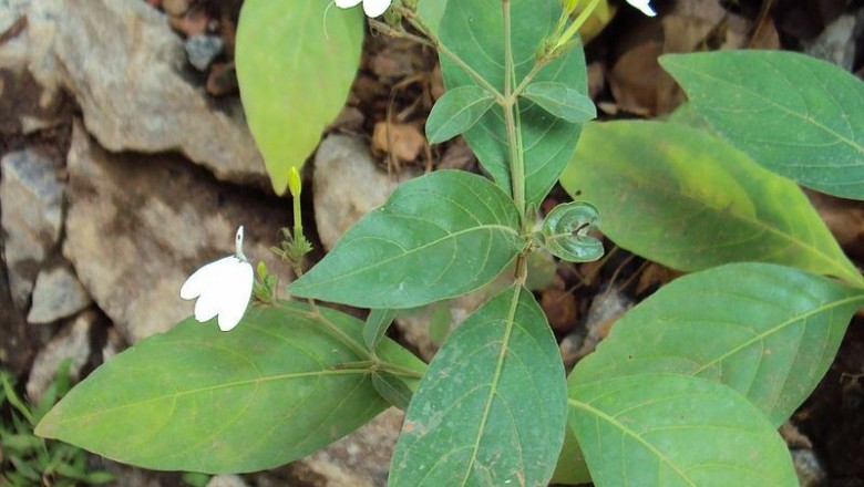 Cây dược liệu cây Bạch hạc, Kiến cò hay Cây lác - Rhinacanthus nasutus (L.) Kurz