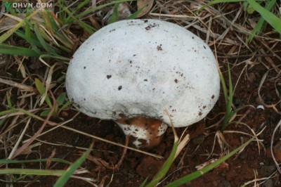 Cây dược liệu cây Nấm bọc hay Nấm trứng lớn - Calvatia lilacina (Mont et Berk.) Lloyd