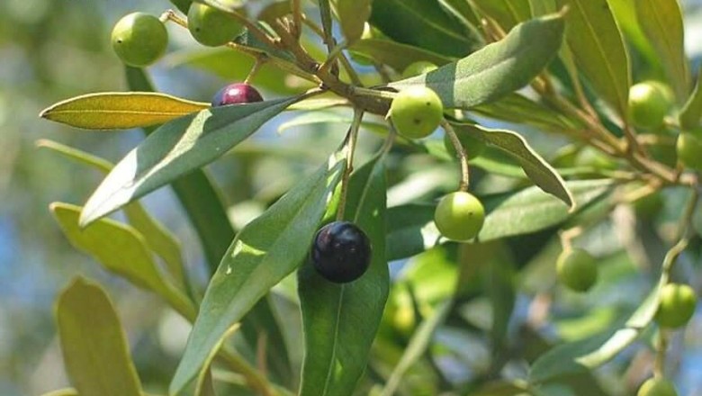 Cây dược liệu cây Ô liu - Olea europaea L