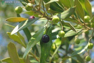 Cây dược liệu cây Ô liu - Olea europaea L