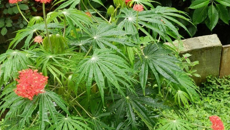 Cây dược liệu cây Bạch phụ tử, Dầu mè đỏ, San hô - Jatropha multifida l