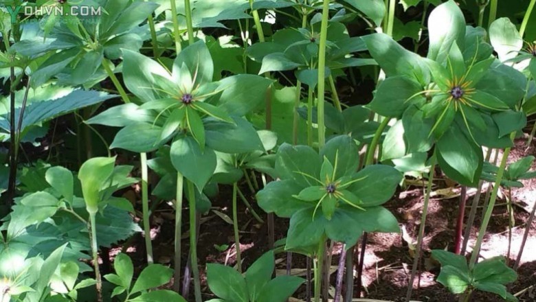 Cây dược liệu cây Bảy lá một hoa - Paris polyphylla Sm var chinensis (Franch) Hara