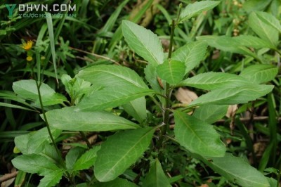Cây dược liệu cây Bầu đất hoa vàng, Kim thất giả - Gynura divaricata (L.) DC