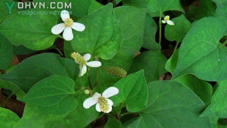 Cây dược liệu cây Diếp cá, rau diếp cá, Rau giấp, Cây lá giấp - Houttuynia cordata Thunb