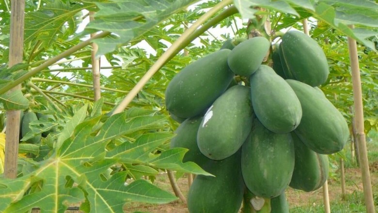Cây dược liệu cây Đu đủ - Carica papaya L