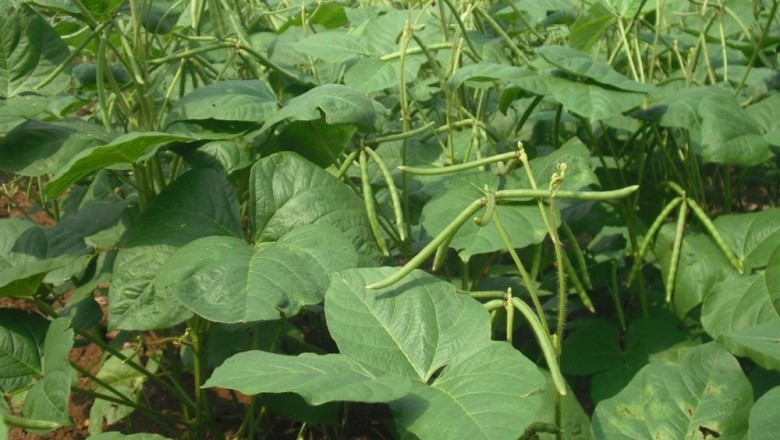 Cây dược liệu cây Ðậu đỏ - Vigna angularis (Willd.) Ohwi et Ohashi (Dolichos angularis Willd., Phaseolus angudaris (Willd.) W.F. Wight)