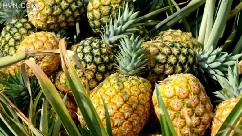 Cây dược liệu cây Dứa, Khóm, Thơm - Ananas comosus (L.) Merr