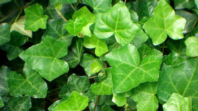 Cây dược liệu cây Dây thường xuân - Hedera nepalensis K. Koch var. sinensis (Tobl.) Rehd
