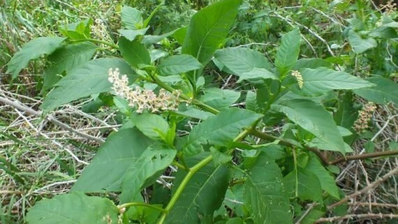 Cây dược liệu cây Thương lục Mỹ - Phytolacca decandra L. (P. americana L.)