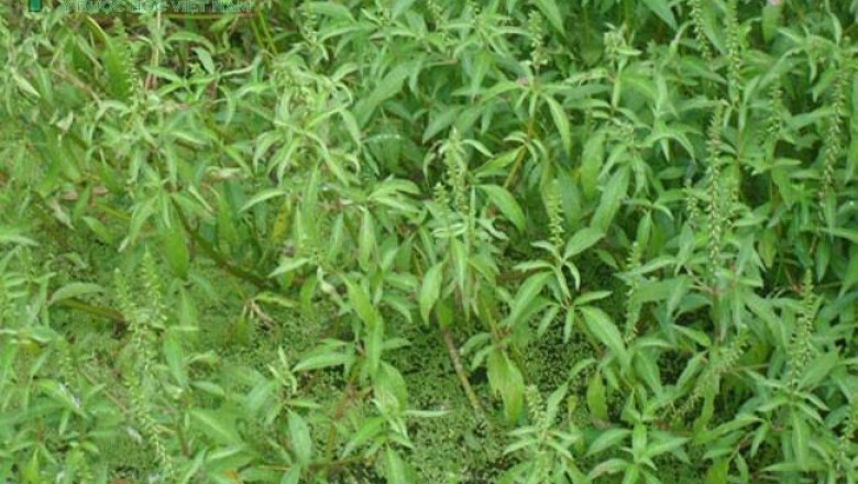 Cây dược liệu cây Cỏ xước nước - Centrostachys aquatica (R.Br.) Wall. ex Moq. - Tard.