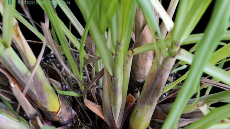 Cây dược liệu cây Sả, Mao hương - Cymbopogon citratus (DC.) Stapf