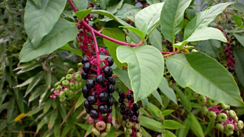 Cây dược liệu cây Thương lục - Phytolacca acinosa Roxb. (P. esculenta Van Houtte)
