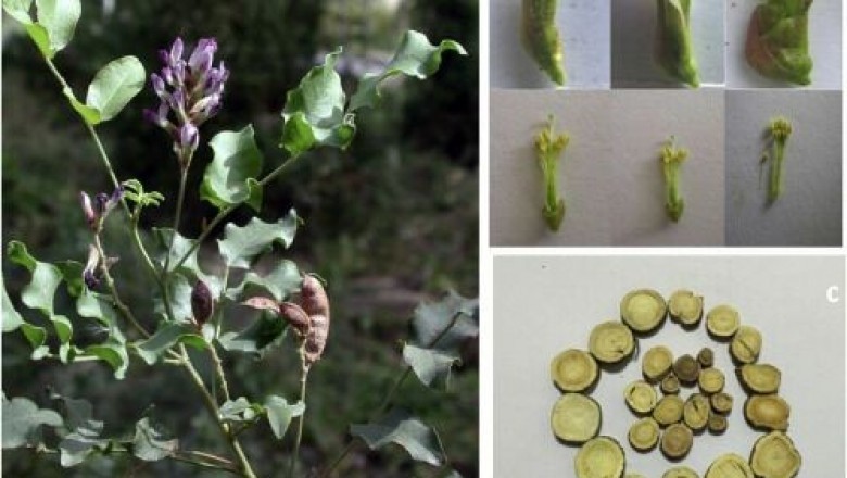 Cây dược liệu cây Cam thảo, Cam thảo bắc - Glycyrrhiza uralensis Fisch