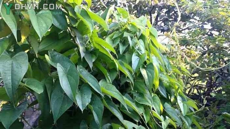 Cây dược liệu cây Củ mài, Khoai mài - Dioscorea persimilis Prain et Burk