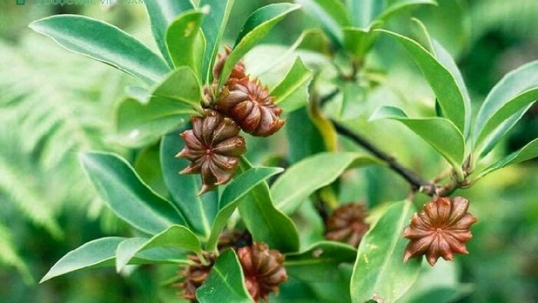 Cây dược liệu cây Hồi núi, Đại hồi núi, Mu bu (Mèo) - lllicium griffithii Hook. f et. Thoms