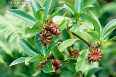 Cây dược liệu cây Hồi núi, Đại hồi núi, Mu bu (Mèo) - lllicium griffithii Hook. f et. Thoms