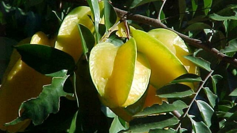 Cây dược liệu cây Khế - Averrhoa carambola L