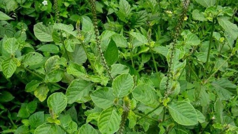 Cây dược liệu cây Cỏ xước, Nam ngưu tất - Achyranthes aspera L