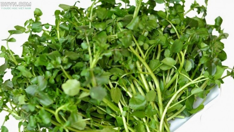 Cây dược liệu cây Cải soong hay Cải xoong, Xà lách xoong - Rorippa nasturtium - aquaticum (L.) Hayek ex Mansf. (Nasturtium officinale R. Br.)