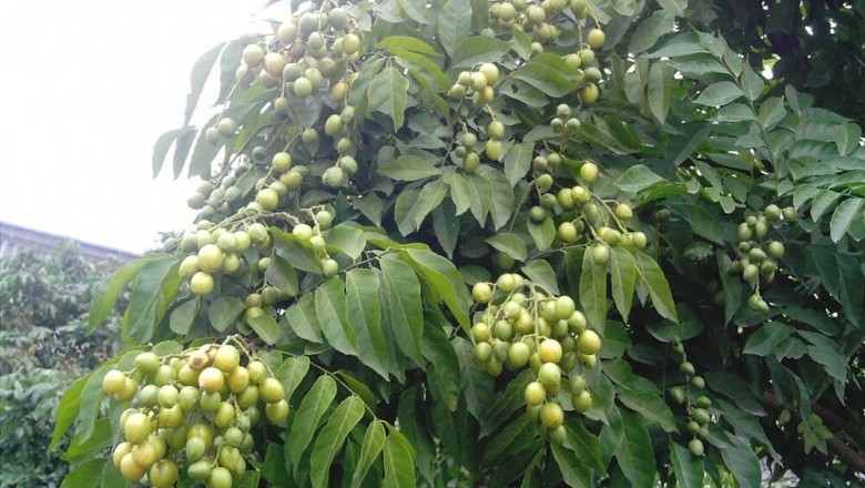 Cây dược liệu cây Hồng bì, Hoàng bì, Quất hồng bì, Nhâm - Clausena lansium (Lour.) Skeels