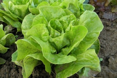 Cây dược liệu cây Xà lách - Lactuca sativa L. var. capitata L
